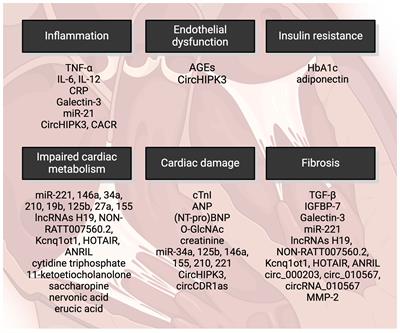 Update on clinical and experimental management of diabetic cardiomyopathy: addressing current and future therapy
